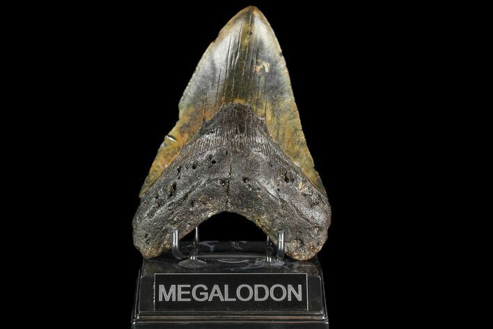 Giant, Fossil Megalodon Tooth - North Carolina #108931